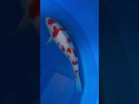 Maruten Flower Pattern Kohaku Maruyama Koi
