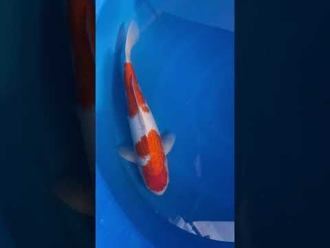 Ginrin Pearl Kohaku Sekiguchi Koi