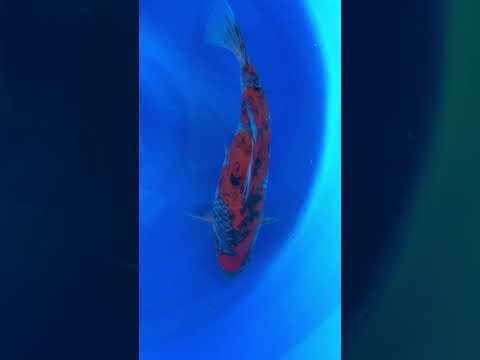 Goshiki Sanke Kibi Koi