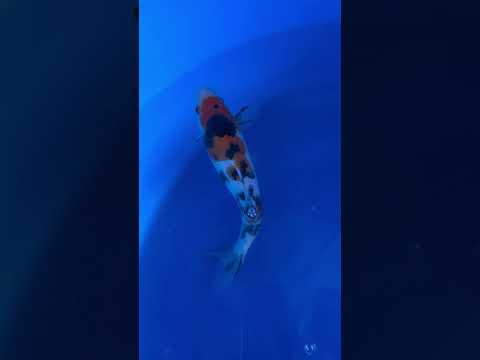 Sanke Izumiya Koi