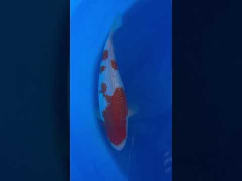 Ginrin Kohaku Tategoi Maruyama Koi