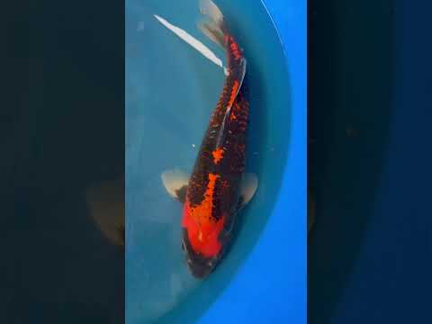Goshiki Kanno Koi (Super rare)