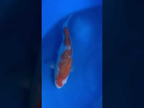 Ginrin Kohaku Maruyama Koi