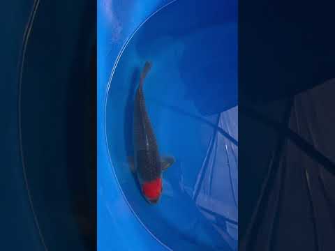 Tancho Goshiki Kanno Koi