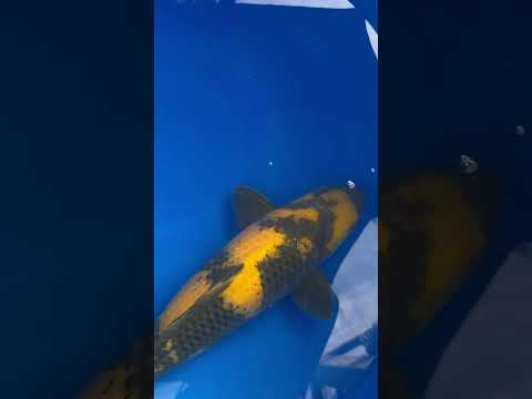 Ki Utsuri Otsuka Koi